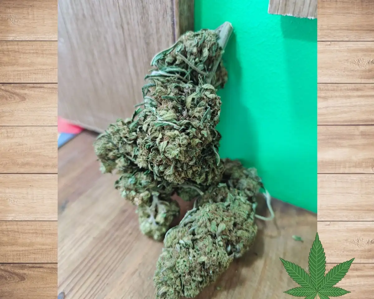 JACK HERER