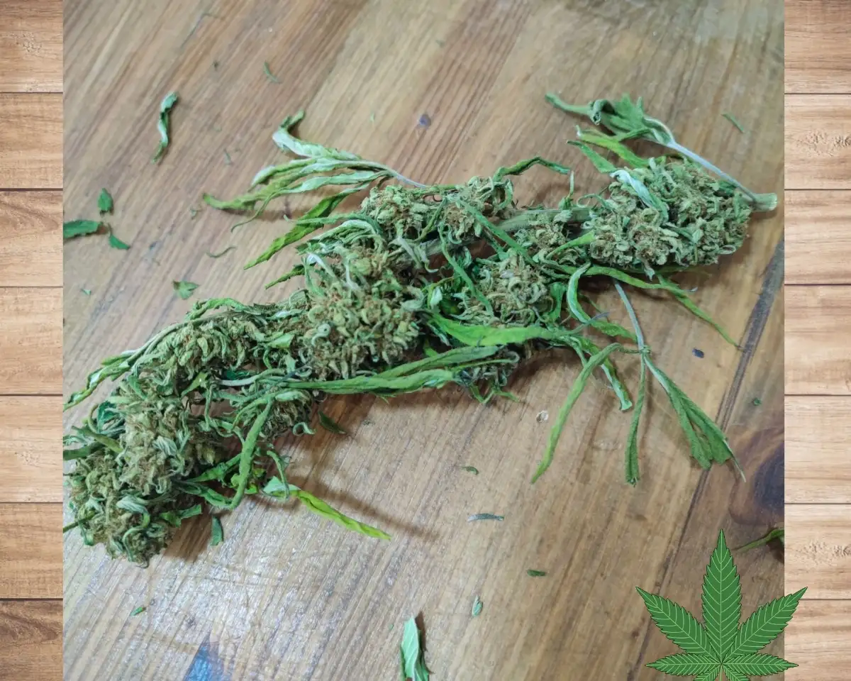 FLEURS CBD BERRY SUR TIGES - PRODUIT Français