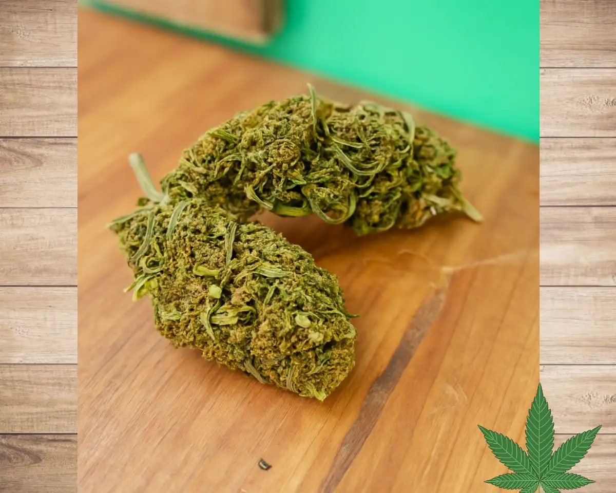 JACK HERER