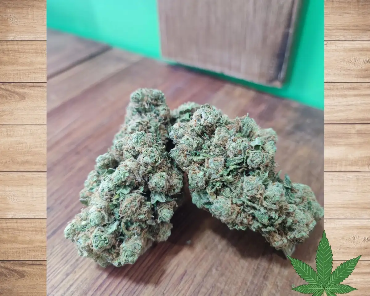 AMNESIA US - INDOOR HYDRO