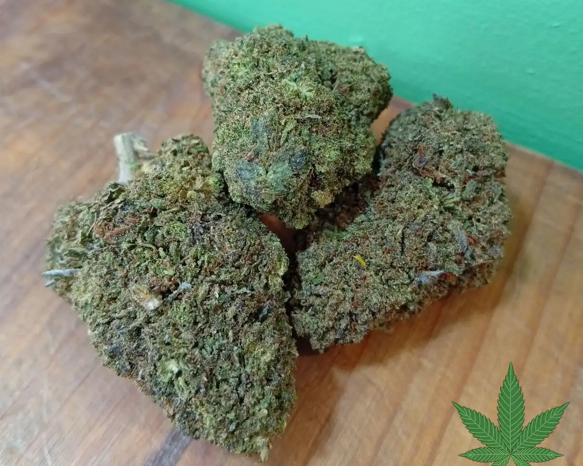 ROYAL OG - PRENIUM INDOOR